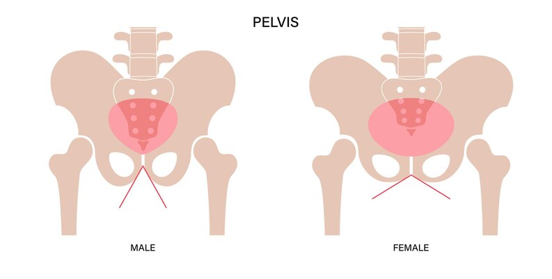 Exercises for Pelvic Floor Strength and Dysfunction