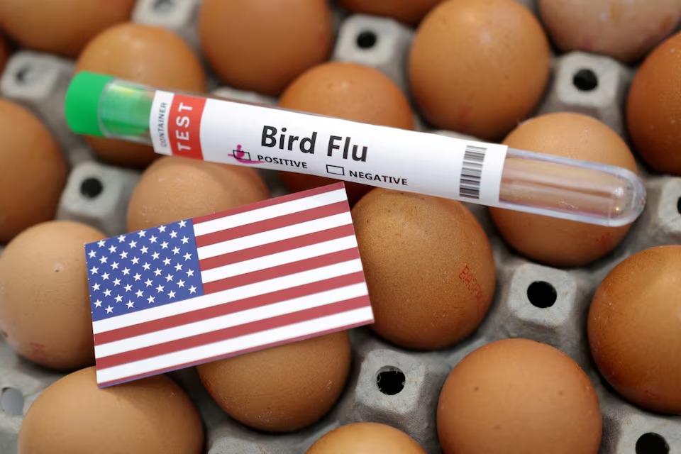 Bird Flu Virus Mutates in Cattle, Raises Risk for Humans. Credit | REUTERS