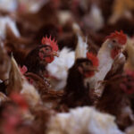 US Gathers Vaccine Supplies to Address Potential Bird Flu Outbreak. Credit | REUTERS