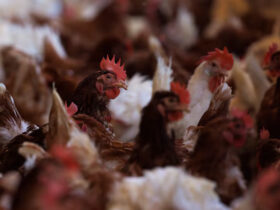 US Gathers Vaccine Supplies to Address Potential Bird Flu Outbreak. Credit | REUTERS